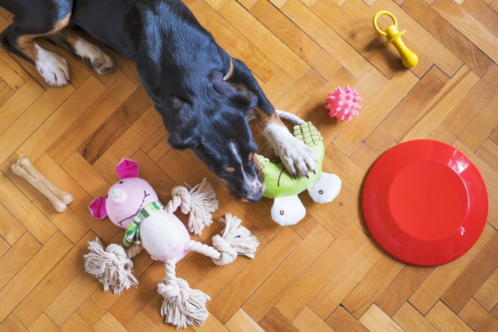 Les meilleurs jouets à mâcher pour chiens