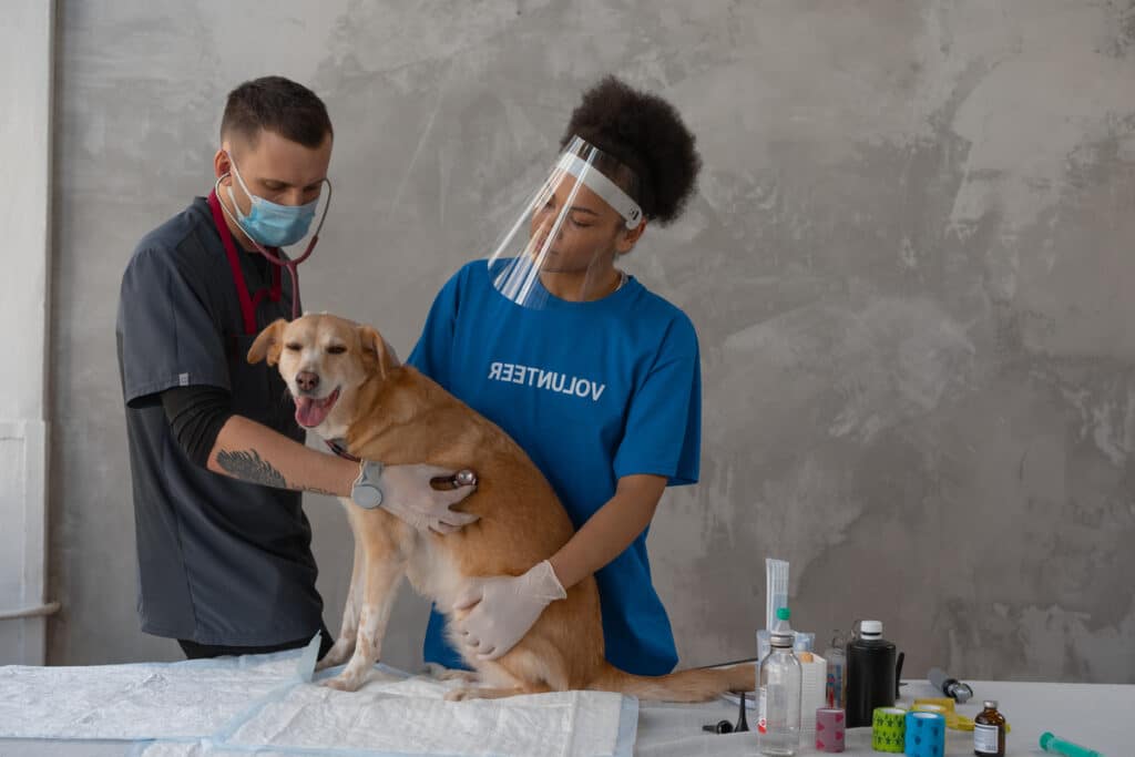 Conseils vétérinaires pour lutter contre les parasites externes (puces, tiques) chez le chien et le chat