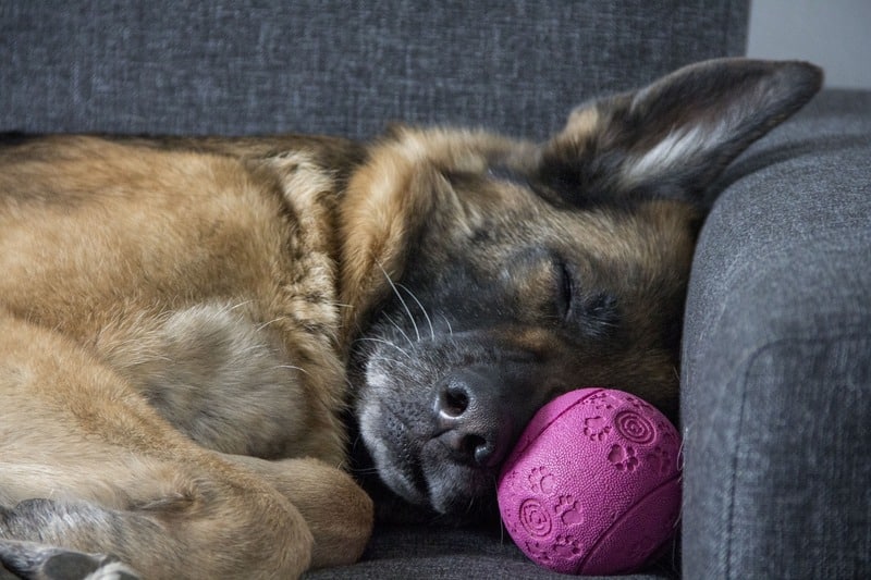 Le couchage adapté : offrez confort et sécurité à votre chien pendant son sommeil
