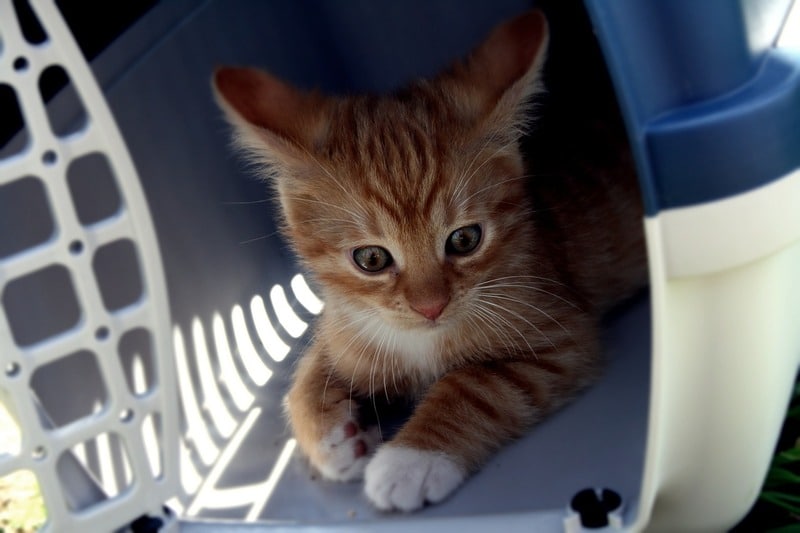 Le transport en toute tranquillité : sacs à dos, cages et poussettes pour chats