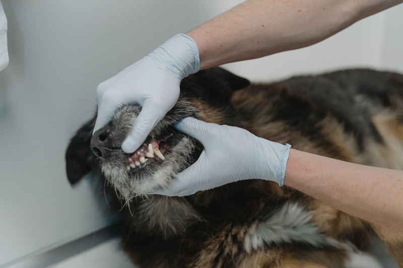 Signes d'alerte et problèmes dentaires courants chez les animaux