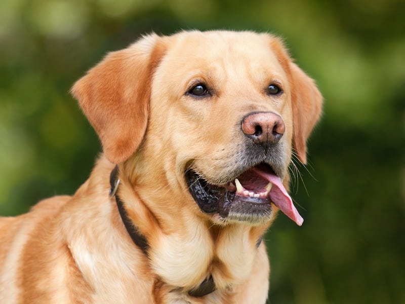 Soins dentaires chez les félins et les canins : prévention et traitement