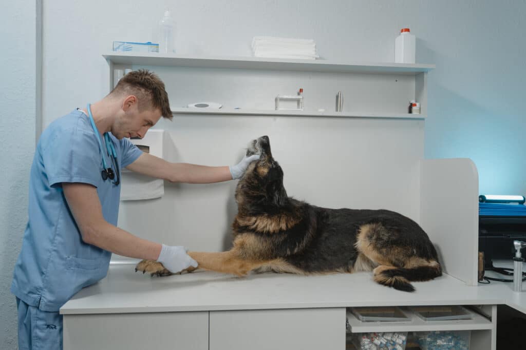La législation encadrant les soins vétérinaires pour nos animaux domestiques