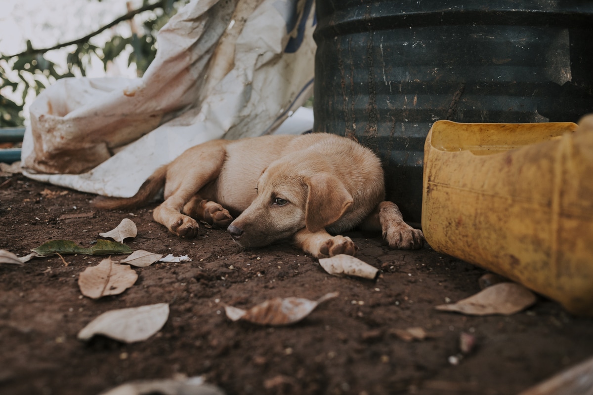 L'abandon d'animaux domestiques  : conséquences juridiques pour les propriétaires irresponsables