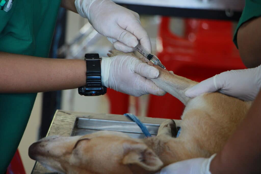 L'importance des vaccins pour protéger nos animaux de compagnie contre les maladies infectieuses