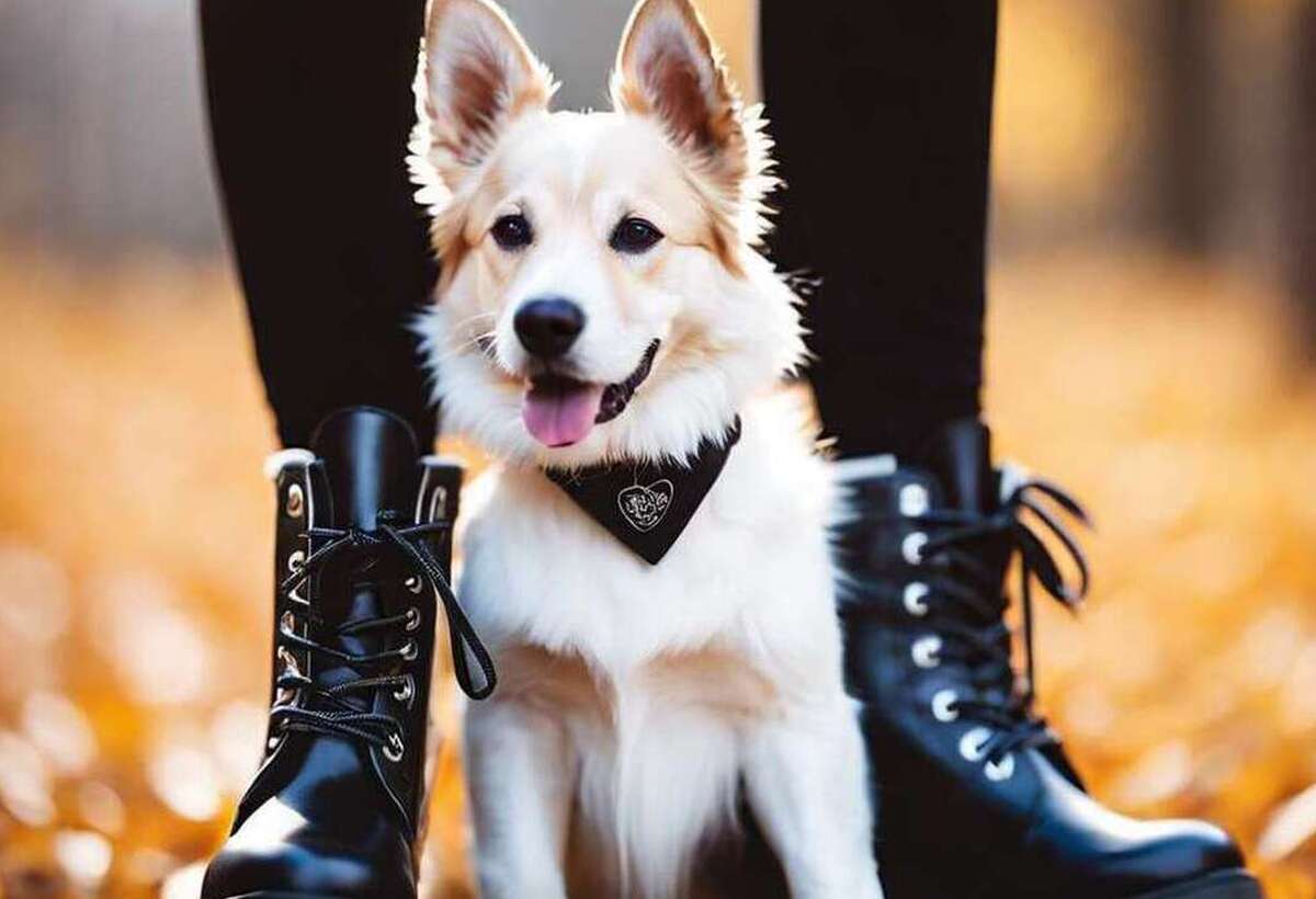 Bottes protectrices pour chiens: préservez ses pattes en toute saison